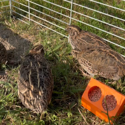 image0.png quail feeder small and medium 4 and 8 slots
