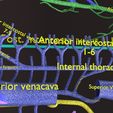 PSfinal0018.jpg Human venous system schematic 3D