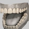 arcadaclay.jpg Arch Anatomical Model/ Dental prototype (Fixed & Articulated Versions) - 1:1 Scale