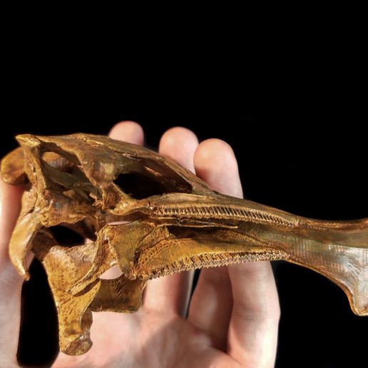 Corytho_cas02.jpg Corythosaure : Crâne de dinosaure