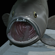 White-grouper-open-mouth-statue-28.png fish white grouper / Epinephelus aeneus open mouth statue detailed texture for 3d printing