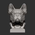 French_Bulldog5.jpg French Bulldog bust 3D print model