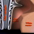 7.jpg Brain with meninges scalp detailed labelled 3D