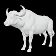 African-Buffalo-3.png Поза африканского буйвола стоя