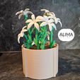 20240311_174027.jpg Charming lily plant for the office or home