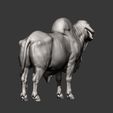 Gyr-Bull11.jpg Gyr Bull 3D print model