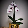 greco-style-01.jpg special orchidee #2 greco style - modular