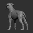 boxer14.jpg Boxer dog 3D print model