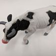 5c2a33203ef18964501f6cdf97a332a8_display_large.jpg Cow
