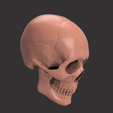 3.png HUMAN SKULL DETAILED