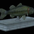 Bass-mount-statue-11.png fish Largemouth Bass / Micropterus salmoides open mouth statue detailed texture for 3d printing