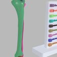 lower-limbs-with-girdle-color-coded-3d-model-10.jpg lower Limbs with girdle color coded 3D model