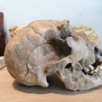 IMG_20210717_092413.jpg Homo heidelbergensis Skull