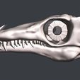 01.jpg Tanystropheus 3D skull