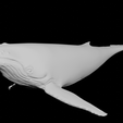 C1.png Humpback Whale (Humpback Whale)
