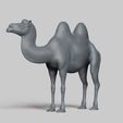 R02.jpg bactrian camel pose 03