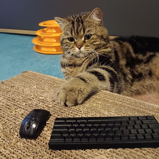 IMG_20230322_190249.jpg tiny keyboard and mouse for  cat mini clavier et souris pour chat (solid)