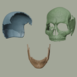3.png Magnetic Articulated Skull
