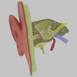 sig.jpg STL file Ear anatomy cross section model・3D printing idea to download