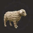 ewe_1.png Sheep Family
