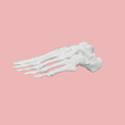 3.png SKELETON OF THE LEFT FOOT 3d SEGMENTED MODEL