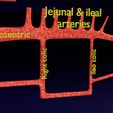 PS0057.jpg Human arterial system schematic 3D