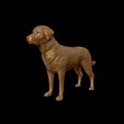 27.jpg Labrador Retriever model 3D print model