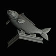 common-carp-trophy-2-2-1-37.png COMMON CARP (CYPRINUS CARPIO) fish in motion trophy statue detailed texture for 3d printing