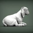 Baby-Boer-goat-lying-down6.jpg Baby Boer goat lying down 3D print model