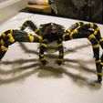 DSCN0329.JPG scarry hairyetta tarantula