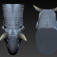 06.jpg Carnotaurus  Head