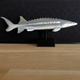 Sturgeon-stl-3d-print-1.jpg White Sturgeon on (optional) pedestal