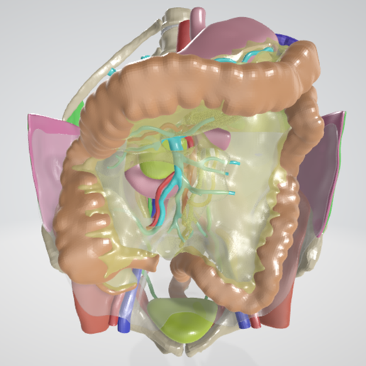 Datei STL REALISTIC ANATOMY OF COLON MESENTERY (MESOCOLON) WITH ...