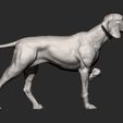 Hungarian-vizsla8.jpg Hungarian vizsla Hungarian Pointing Dog 3D print model