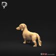 Dachshund-Miniature-Smooth-Haired-Pose-03-Dog-3D-Print-7s.jpeg Teckel miniature à poil lisse Pose 03