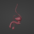 2.png 3D Model of Male Reproductive System