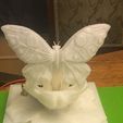 ae06c0caae49e7cae157594bb0a96630_display_large.jpg Butterfly Lamp