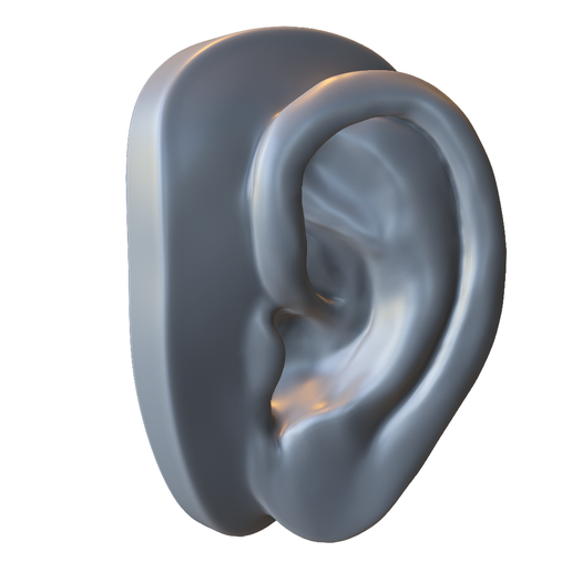 Realistic Human Ear Anatomy Model