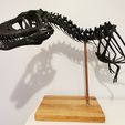 Life size baby T-rex skeleton - Part 01/10