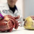IMG_7001.jpg Anatomical model of the human heart
