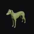 vinegar_dog_0015.jpg Vinegar Dog