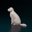 Gdoodle04.jpg Goldendoodle