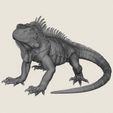 Wild-Iguana-Lizard-01.jpg Iguana salvaje Lagarto
