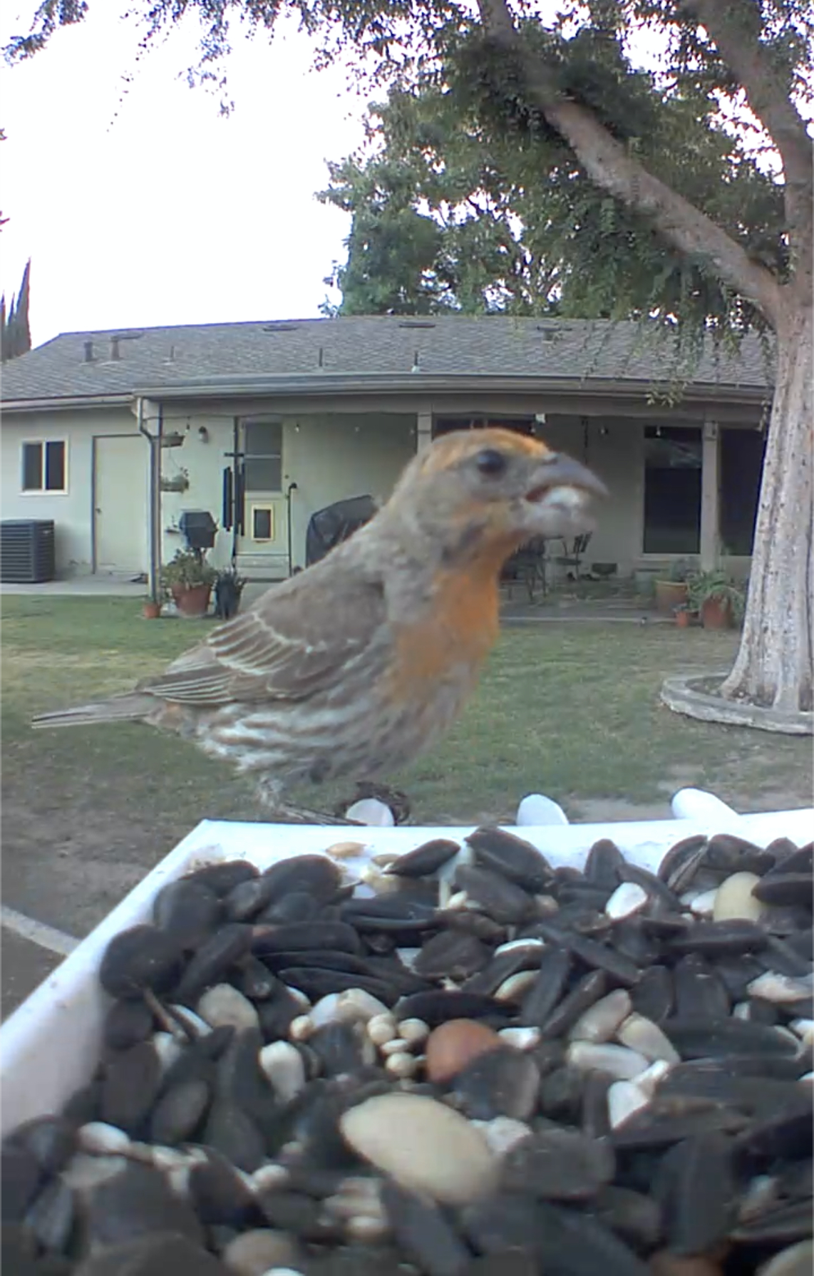 Screen-Shot-2021-07-27-at-11.28.29-AM.png Fichier STL Mangeoire pour oiseaux avec caméra annulaire (2 versions incluses)・Plan pour impression 3D à télécharger, CraftyKid3D