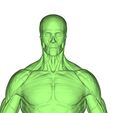 4.jpg full body muscles