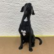 WhatsApp-Image-2026-03-11-at-20.01.55.jpeg A friendly dog looking upwards.