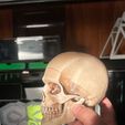 0a2e647c-ee75-4c14-b90f-3e352946ba4f.jpg articulated human skull skull