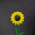 sunflower-1.jpg Girasole con vaso