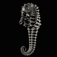 IMG_0525.png Seahorse skeleton