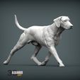 rhodesian-ridgeback-running3.jpg rhodesian ridgeback running 3D printed model
